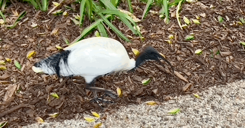 GIF of a weird Australian bird with long narrow curved beak